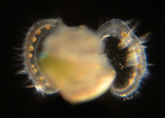 Crepidula perforans