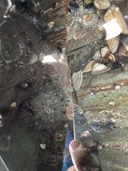 Anthopleura artemisia