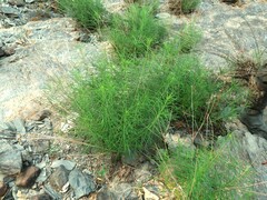 Amsonia hubrichtii