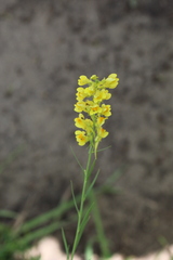 Linaria angustissima
