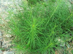 Amsonia hubrichtii