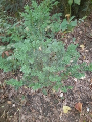 Buxus colchica