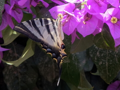Iphiclides feisthamelii
