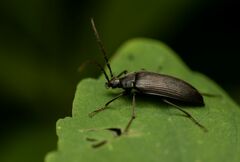Capnochroa fuliginosa