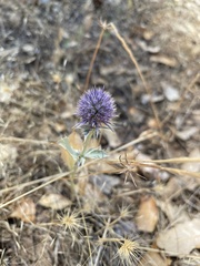 Eryngium articulatum
