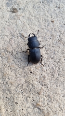 Dorcus parallelipipedus