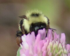 Bombus perplexus