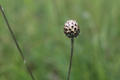 Centaurea scabiosa sadleriana