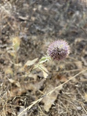 Eryngium articulatum