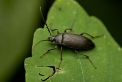 Capnochroa fuliginosa