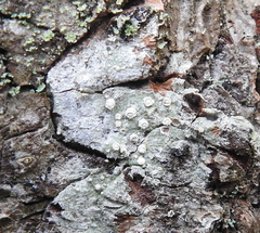 Pertusaria subambigens