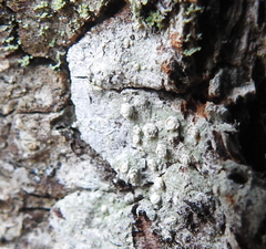 Pertusaria subambigens