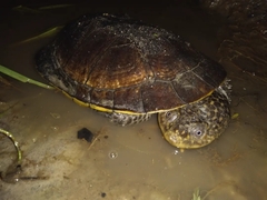 Mesoclemmys tuberculata