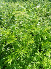 Chaerophyllum aromaticum