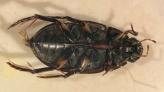 Tropisternus mixtus