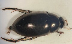 Tropisternus mixtus