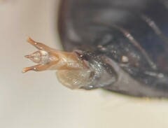 Tropisternus mixtus