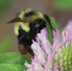 Bombus perplexus