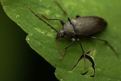 Capnochroa fuliginosa