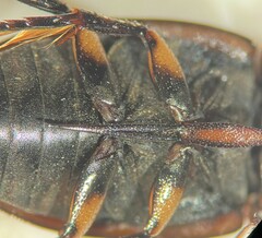 Tropisternus mixtus