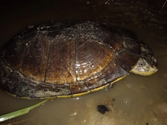 Mesoclemmys tuberculata