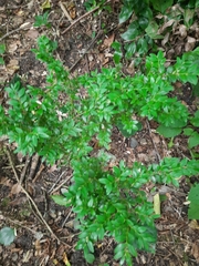 Buxus colchica