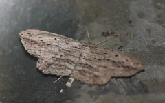 Psilosticha oresitropha