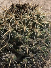 Coryphantha ottonis