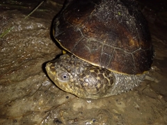 Mesoclemmys tuberculata