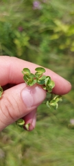 Euphorbia microcarpa