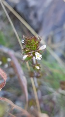 Euphrasia frigida