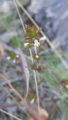 Euphrasia frigida