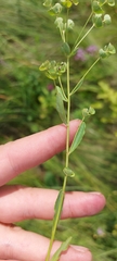 Euphorbia microcarpa