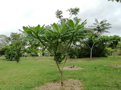 Plumeria obtusa