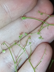 Micranthes clusii lepismigena