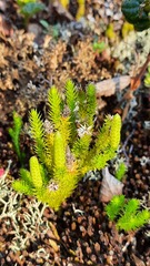 Spinulum annotinum alpestre