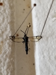 Synanthedon pictipes