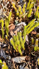 Spinulum annotinum alpestre