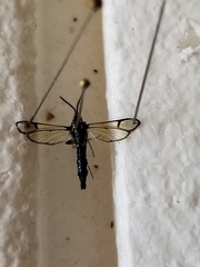 Synanthedon pictipes