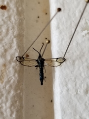 Synanthedon pictipes