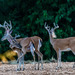 White-tailed Deer - Photo (c) Teresa Murr, some rights reserved (CC BY-NC), uploaded by Teresa Murr