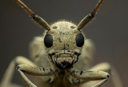 Linden Borer photo 2