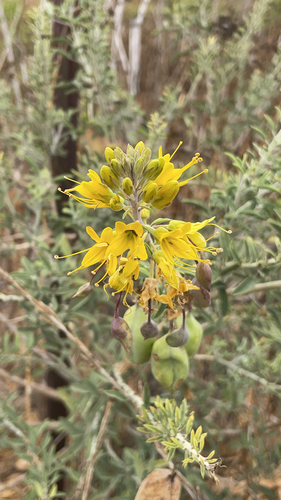 iNaturalist observation photo of Bladderpod