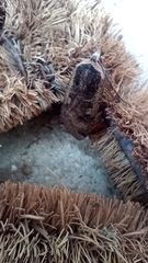 Noctua pronuba