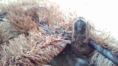 Noctua pronuba