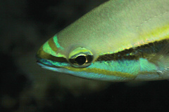 Pentapodus paradiseus