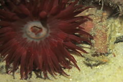 Phlyctenanthus australis