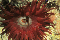 Phlyctenanthus australis