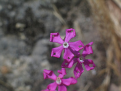 Silene scabriflora