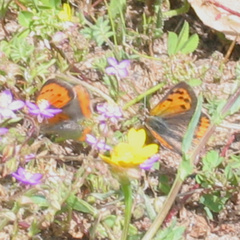 Lycaena phlaeas